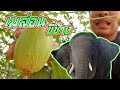 Open the price of the first melon, 100% elephant dung. เปิดราคาเมล่อนลูกแรก ขี้ช้าง 100%