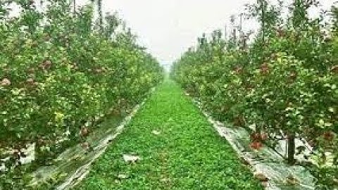 HHH-FEC Wholesale eco friendly practical farm forage customizable machine stretch plastic wrapping