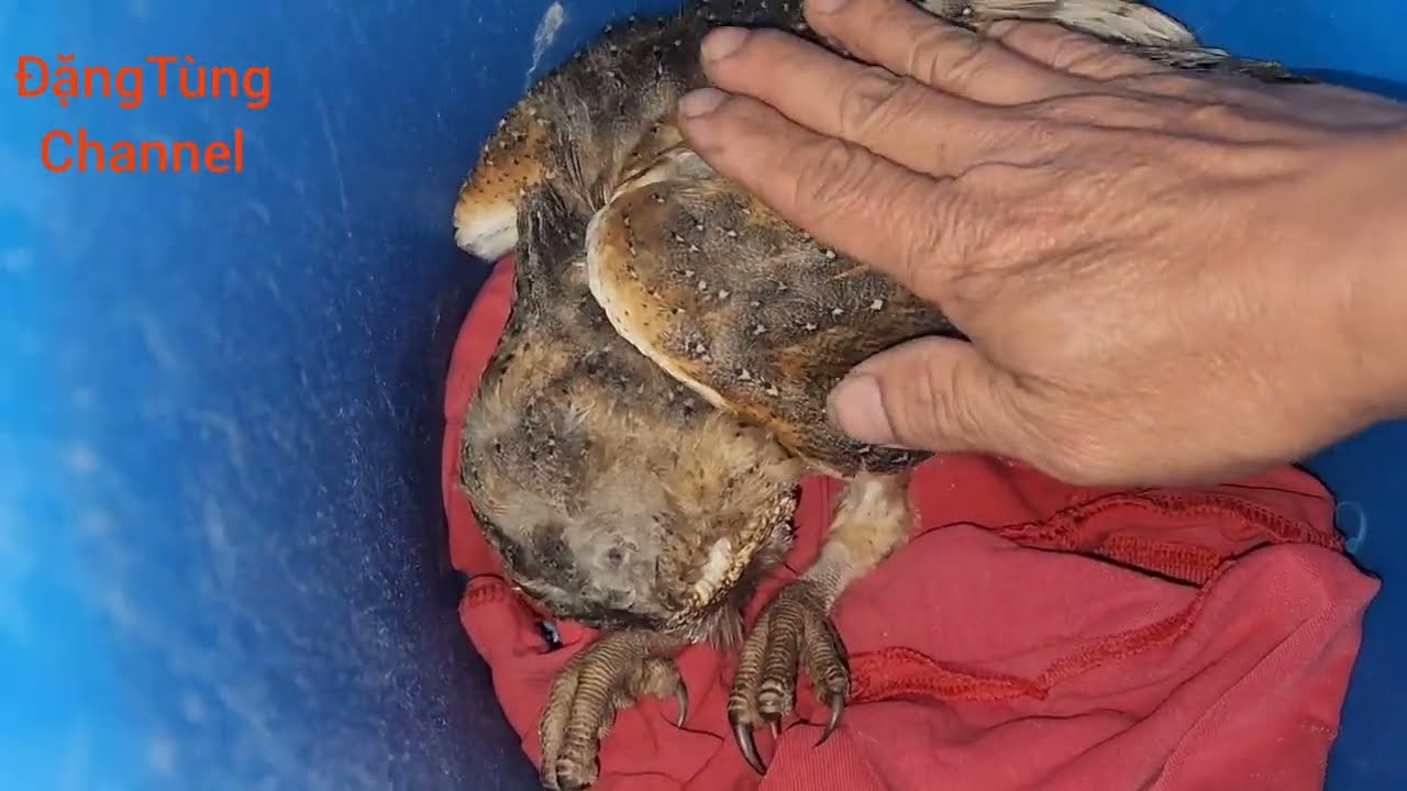 Saving a rare bird that failed, the farmer reluctantly took it to be buried 