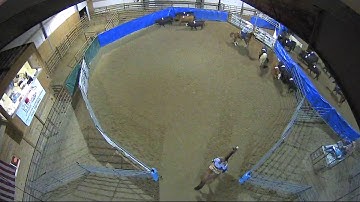 Big Sky Ranch Sorting Saddle Series #4 - #5 SORT - Round #2 - Ride #11