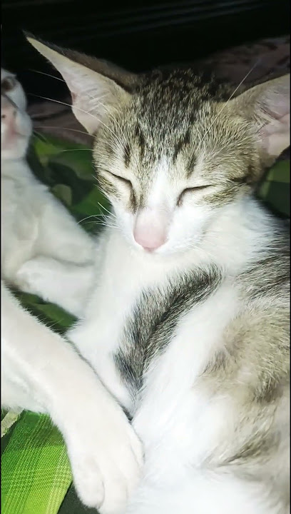 #funny cat vidoes