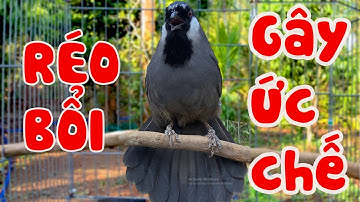 💫Khướu Hót GIỌNG RẤT HAY- NHIỀU GIỌNG.giọng rừng kích khướu bổi luyện khướu bổi hót căng lửa,khuou66