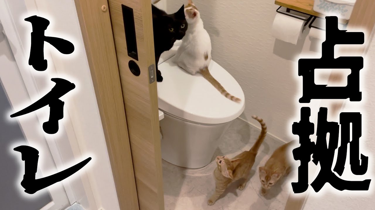 maxresdefault.jpg