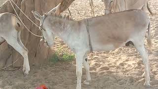 Donkeys in village #animals #gadha #donkeys