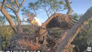 NEFL Eagle Cam - No High Drama, Just Stickin' Around by C Mitchell 240 views 1 year ago 5 minutes, 7 seconds