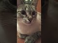 Май ❤️ #cat #красиваякошка #веселыекоты #кот #прикольныекоты #котик #видосыоткота #котики #love
