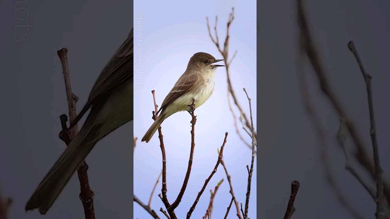 Eastern Phoebe's Cheerful Calling Sounds