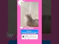 Ketemu cermin, petantang petenteng #cats #cat #kucinglucu