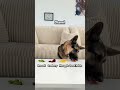 The most hated dog foods put to the test