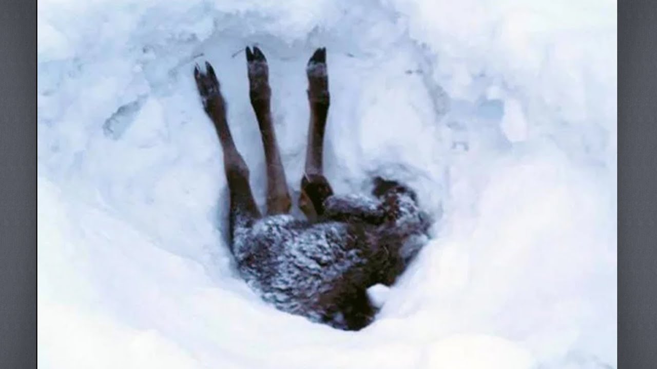 Только ноги торчали из сугроба. Проезжающий водитель остановился и ...