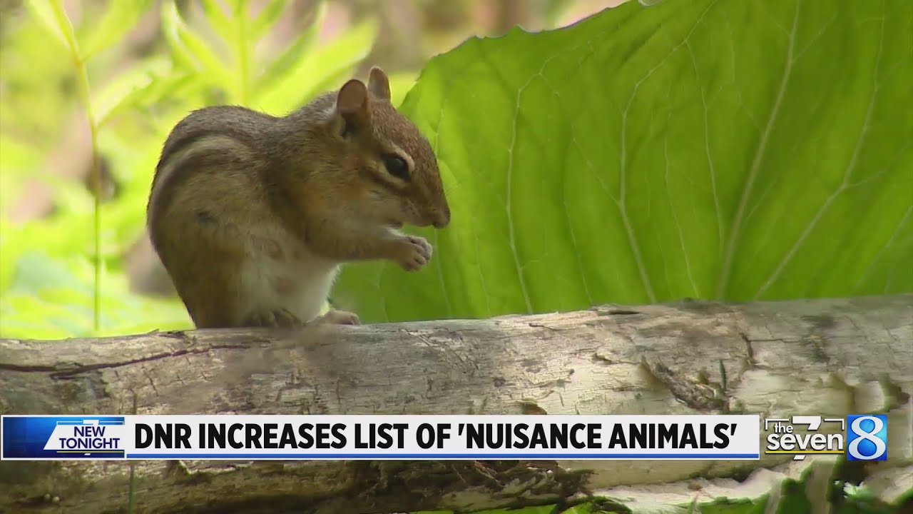 DNR increases list of 'nuisance animals' YouTube