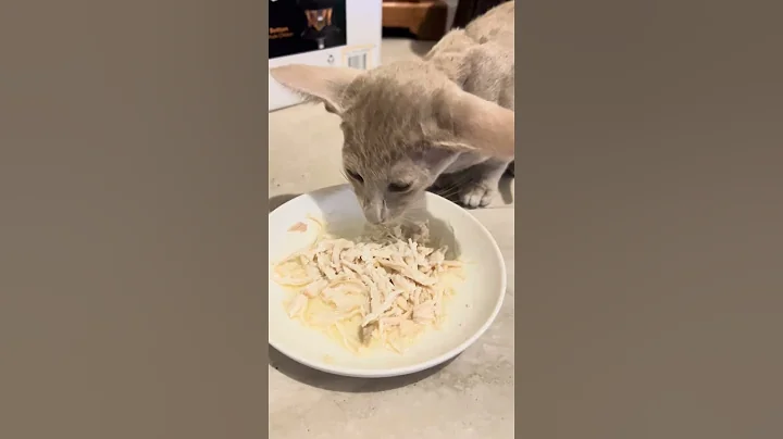 Video 11829411: oriental catlovers, oriental cats