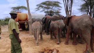 Thirsty elephants | Sheldrick Trust