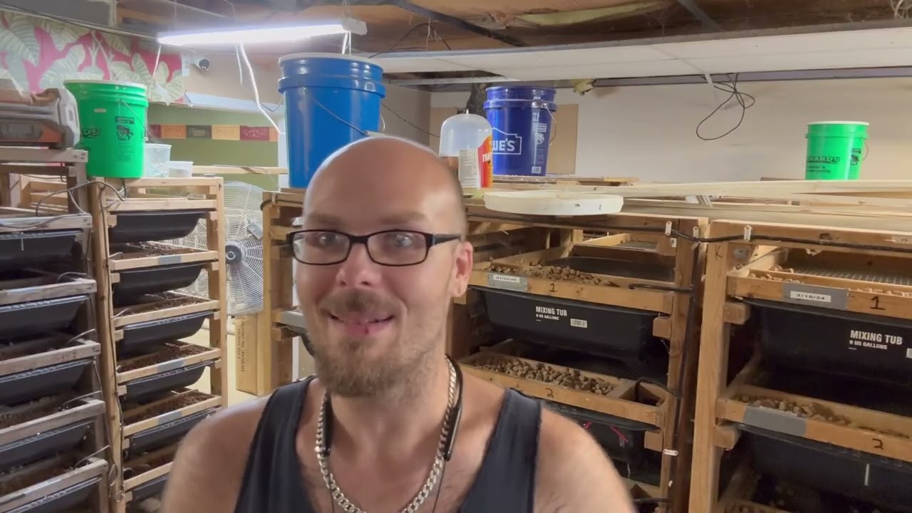 Rat cleaning: the job 