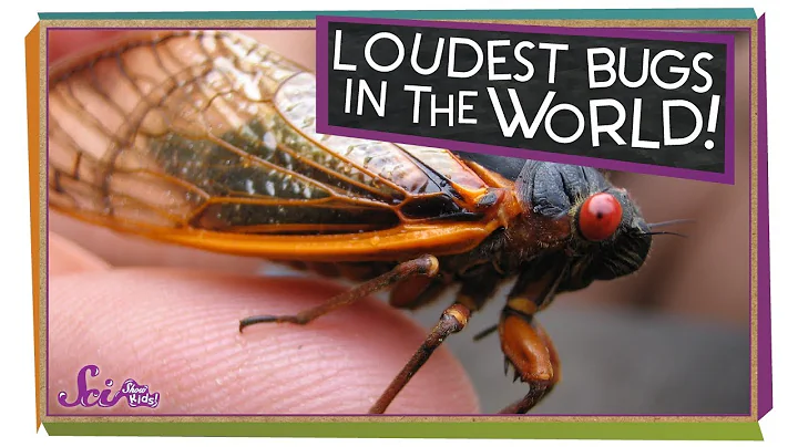 Cicadas: The Loudest Bugs in the World! | Biology for Kids | SciShow Kids - DayDayNews