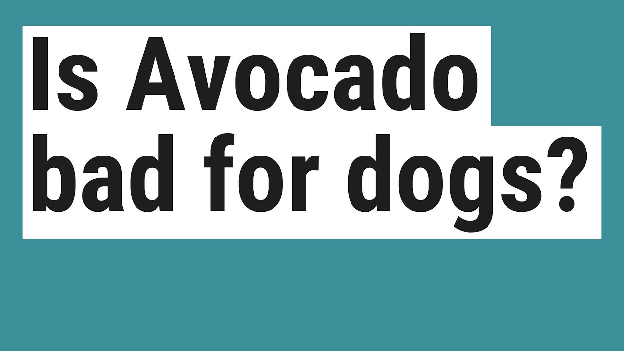 Why Is Avocado Bad For Dogs
