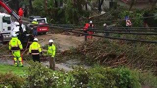 Winter storm takes down trees, power lines in Brentwood