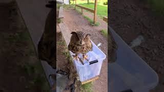 Bella &amp; Merlin am Montag, wieder nur Quatsch im Kopf 🙈😱🦉 #uhu #eule #bellaundmerlin