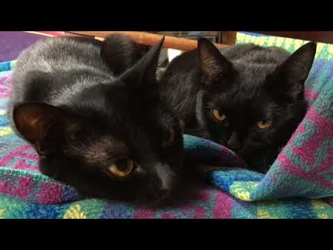 4匹の黒猫ボンベイ家族の 1日☆Four black cats Bombay family's day!Black bombay cat(黒のボンベイ猫)