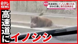 【ナゼ？】高速道路にイノシシ  後ろ足が…