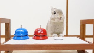 うさぎさんが呼び鈴の使いかたを覚えた結果