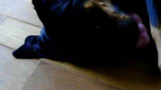 Boxweiler Sanaa Speelt Met Kong