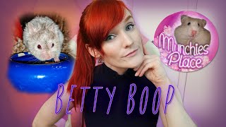 The Surrendered Brachycephalic Hamster | Meet Betty Boop | Munchie's Place