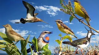 The secret life of meadow birds (Birds of Russia) Film 61