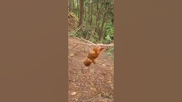 Baby monkey climbing a tree to play #monkey #cute #shorts