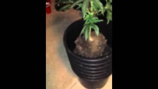 Transplanting