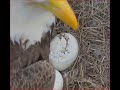 122923 swfl bald eagles 24 hours of pip progress on m15 and f23s 2 eggs