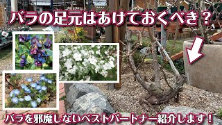 (ᵔᴥᵔ)可愛く香りが良いバラ♡ かわいいお庭　華やかなお庭になります ᵔᴥᵔ)可愛く香りが良いバラ♡ かわいいお庭 華やかなお庭になります