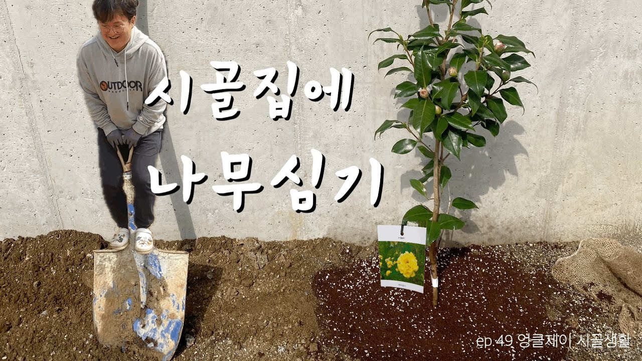 봄 맞이 시골집(금옥집) 나무 심기/ 장미/ 목련/ 동백/ 중앙식물원/ 한국원예종묘