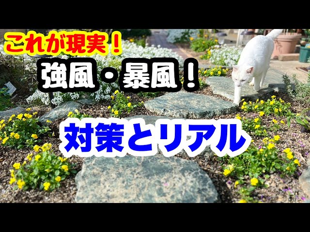◇これが現実【強風の対策&注意】リアルをお見せします🌱 - YouTube