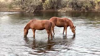 Beautiful Salt River Wild Horses #wildlife #arizona #stallion #mustang #mare #wildhorse