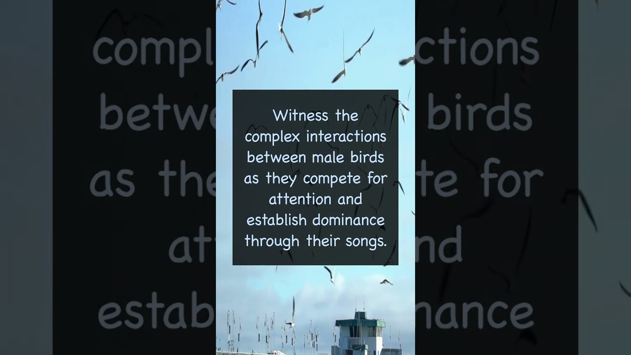 Bird Songs  Melodic Tunes for Territory Marking and Mating  