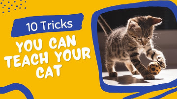 10 Amazing Tricks You Can Teach Your Cat