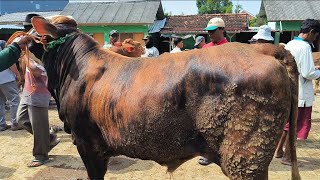 Download Lagu 16 juta !! Loreng Super Harga Murah Meriah !! Harga Ajorr Bakule Nangis!! Pasar Sapi Tuban  MP3