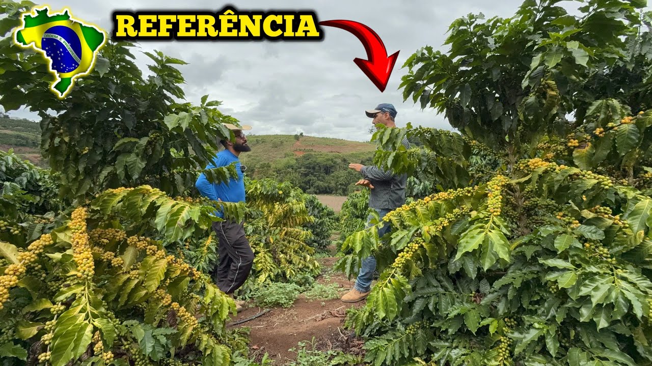 PRODUTOR DE CAFÉ ARÁBICA QUE VIROU REFERÊNCIA NA REGIÃO