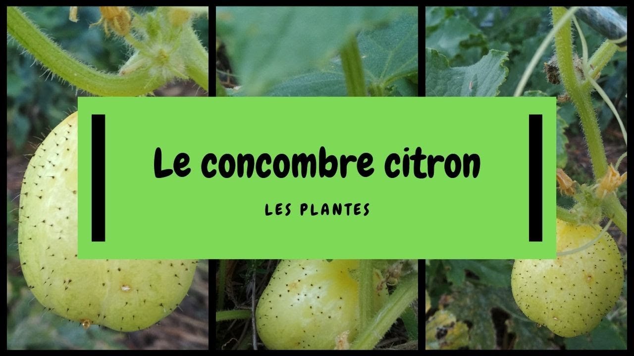 🌾 Le concombre citron - YouTube