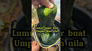 Ciri-ciri lumut yang di sukai ikan nila babon #lumut #mancing #fishing #egimz