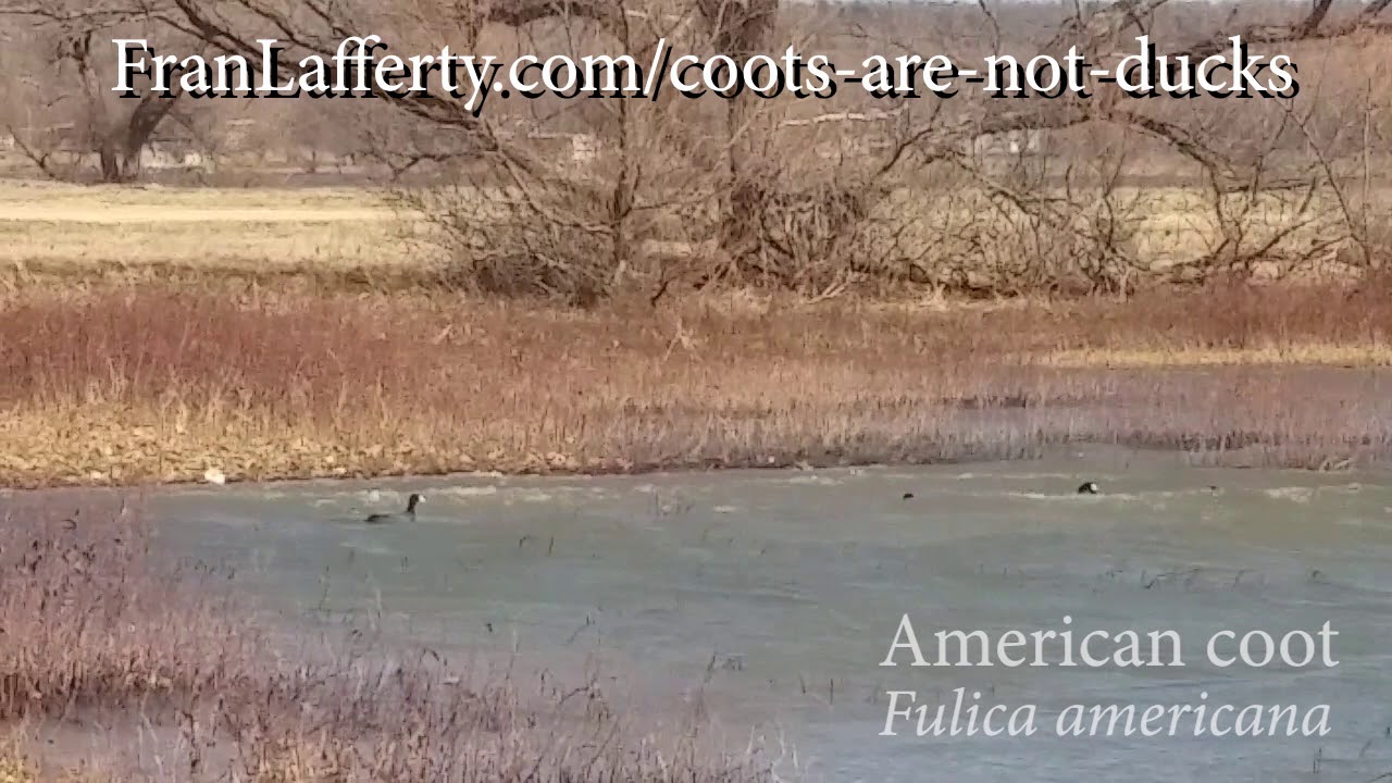 Coots are not Ducks