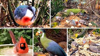 Ive never seen so many species of birds in one AVIARY 😱 ( FINCHES AND SOFTBILLS )