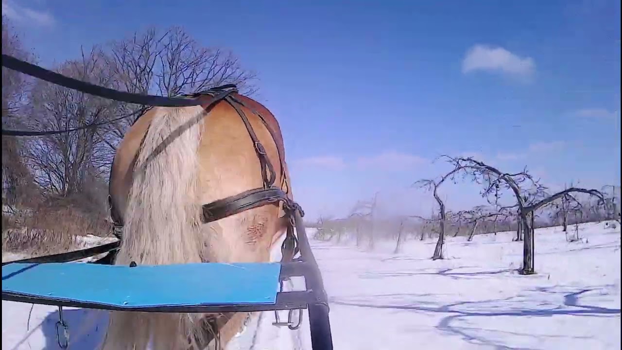 Last sleigh ride of this year (Belgian Draft)