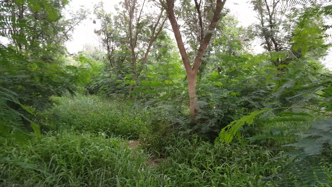 جدة الغابة الشرقية ٩ ٣ ٢٠١٧ Youtube