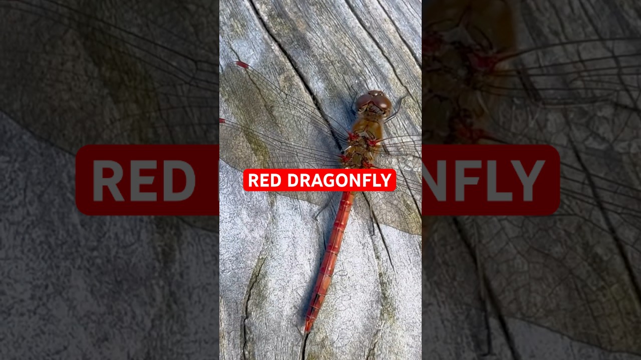 Red Dragonfly Close Up