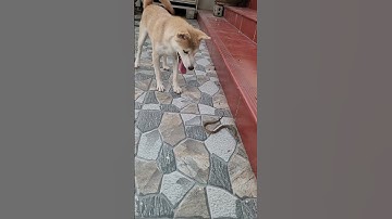 뱀이 까불자 고양이의 놀라운 반응 #고양이 #뱀 #동물 #shorts