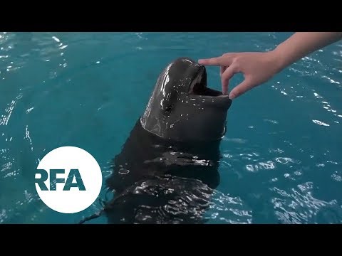 Smiling at Danger, China’s Finless Porpoise Fights to Survive | Radio Free Asia (RFA)