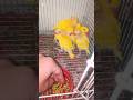 yellow ringneck parrot baby ka dar kasy khtam keryn ✅✅