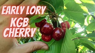 KGB cherry Early Lory harvest time